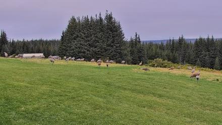 Inspiration Ridge - Homer Alaska Live Webcam - Sep 4, 2025, 5:44pm AKDT