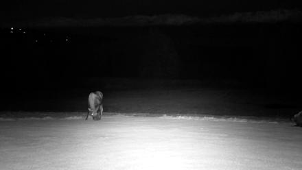 Inspiration Ridge - Homer Alaska Live Webcam - Nov 1, 2025, 3:27am AKDT