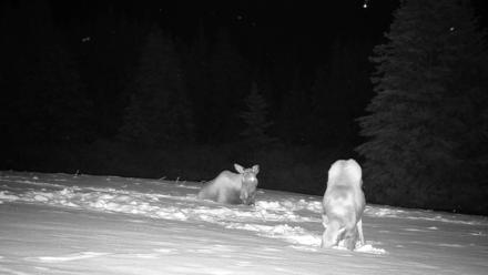 Inspiration Ridge - Homer Alaska Live Webcam - Jan 14, 2026, 12:54am AKST