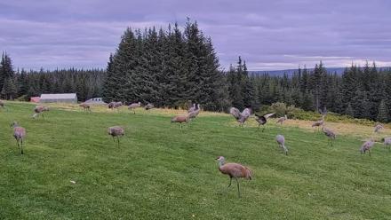 Inspiration Ridge - Homer Alaska Live Webcam - Sep 3, 2025, 9:10am AKDT