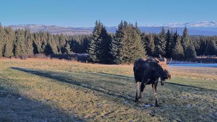 Inspiration Ridge - Homer Alaska Live Webcam - Dec 23, 2025, 1:30pm AKST