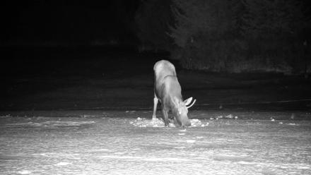 Inspiration Ridge - Homer Alaska Live Webcam - Jan 21, 2026, 11:02pm AKST