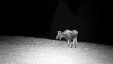 Inspiration Ridge - Homer Alaska Live Webcam - Dec 22, 2025, 10:01pm AKST