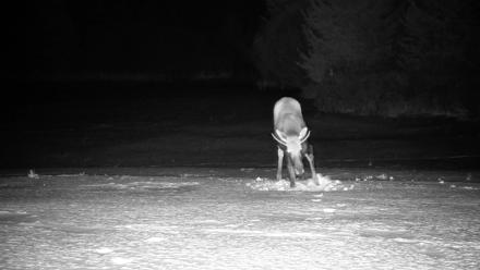 Inspiration Ridge - Homer Alaska Live Webcam - Jan 21, 2026, 10:55pm AKST