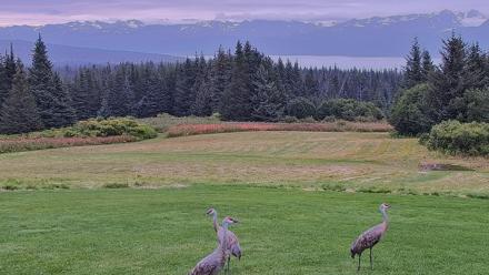 Inspiration Ridge - Homer Alaska Live Webcam - Aug 31, 2025, 8:15am AKDT