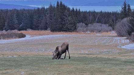 Inspiration Ridge - Homer Alaska Live Webcam - Dec 22, 2025, 2:52pm AKST