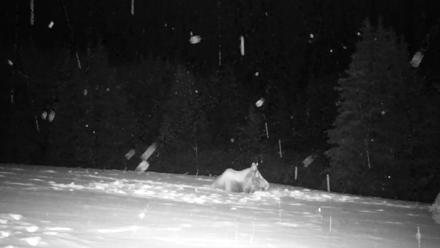 Inspiration Ridge - Homer Alaska Live Webcam - Jan 13, 2026, 11:55pm AKST