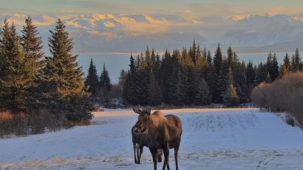 Inspiration Ridge - Homer Alaska Live Webcam - Dec 30, 2025, 2:22pm AKST