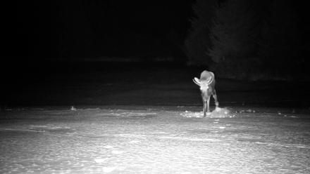 Inspiration Ridge - Homer Alaska Live Webcam - Jan 21, 2026, 10:51pm AKST