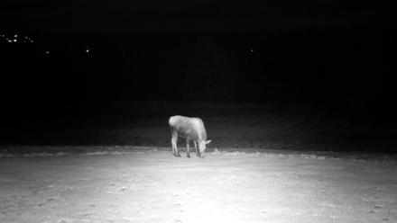 Inspiration Ridge - Homer Alaska Live Webcam - Dec 7, 2025, 6:04pm AKST