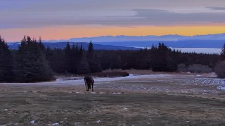 Inspiration Ridge - Homer Alaska Live Webcam - Dec 19, 2025, 10:01am AKST