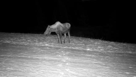 Inspiration Ridge - Homer Alaska Live Webcam - Nov 7, 2025, 11:33pm AKST