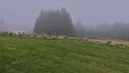 Inspiration Ridge - Homer Alaska Live Webcam - Sep 5, 2025, 7:24am AKDT