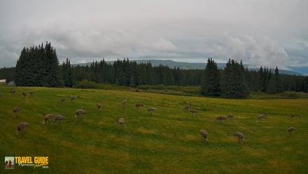 Inspiration Ridge - Homer Alaska Live Webcam - Aug 22, 2026, 8:25pm AKDT