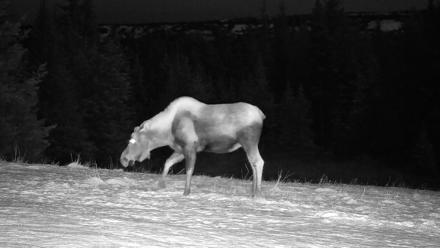 Inspiration Ridge - Homer Alaska Live Webcam - Nov 8, 2025, 12:30am AKST