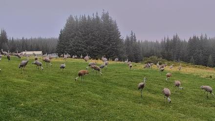 Inspiration Ridge - Homer Alaska Live Webcam - Sep 5, 2025, 7:44am AKDT
