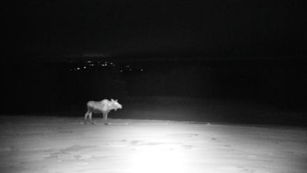 Inspiration Ridge - Homer Alaska Live Webcam - Feb 9, 2026, 7:35pm AKST