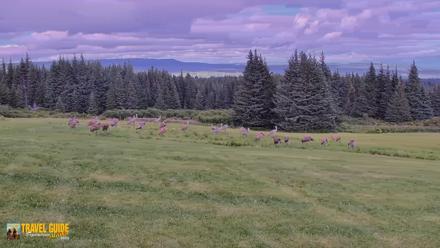 Inspiration Ridge - Homer Alaska Live Webcam - Aug 23, 2026, 9:47pm AKDT