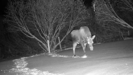 Inspiration Ridge - Homer Alaska Live Webcam - Jan 6, 2026, 2:00am AKST