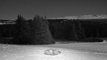 Inspiration Ridge - Homer Alaska Live Webcam - Jan 3, 2026, 12:00am AKST