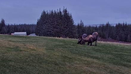 Inspiration Ridge - Homer Alaska Live Webcam - Nov 2, 2025, 9:28am AKST