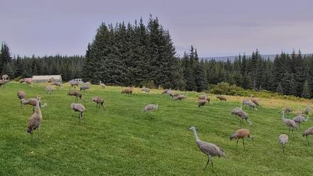 Inspiration Ridge - Homer Alaska Live Webcam - Sep 4, 2025, 5:20pm AKDT