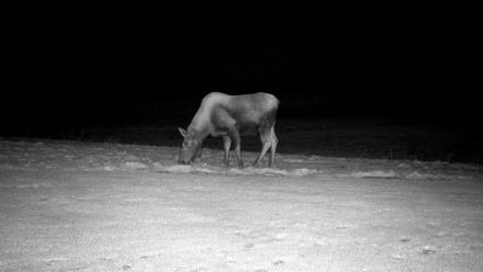 Inspiration Ridge - Homer Alaska Live Webcam - Dec 8, 2025, 7:09pm AKST