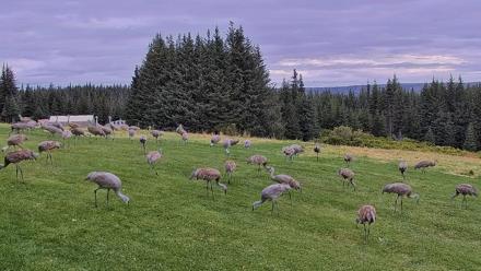 Inspiration Ridge - Homer Alaska Live Webcam - Sep 3, 2025, 9:01am AKDT