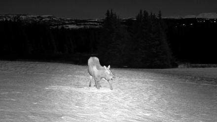 Inspiration Ridge - Homer Alaska Live Webcam - Jan 2, 2026, 10:50pm AKST