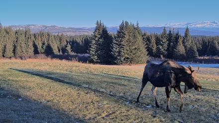 Inspiration Ridge - Homer Alaska Live Webcam - Dec 23, 2025, 1:30pm AKST