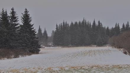 Inspiration Ridge - Homer Alaska Live Webcam - Dec 29, 2025, 3:00pm AKST