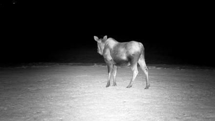 Inspiration Ridge - Homer Alaska Live Webcam - Dec 25, 2025, 7:59pm AKST