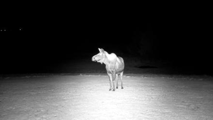 Inspiration Ridge - Homer Alaska Live Webcam - Dec 25, 2025, 7:27pm AKST