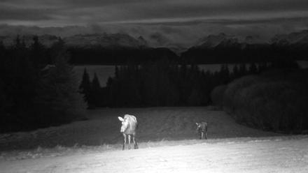 Inspiration Ridge - Homer Alaska Live Webcam - Dec 2, 2025, 6:26pm AKST