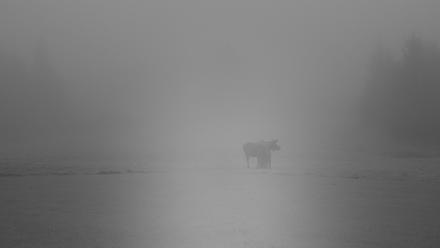 Inspiration Ridge - Homer Alaska Live Webcam - Nov 1, 2025, 8:17pm AKDT