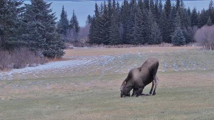 Inspiration Ridge - Homer Alaska Live Webcam - Dec 22, 2025, 2:45pm AKST
