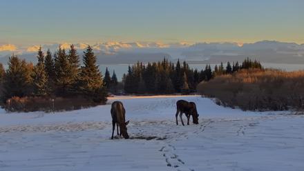 Inspiration Ridge - Homer Alaska Live Webcam - Dec 30, 2025, 4:29pm AKST