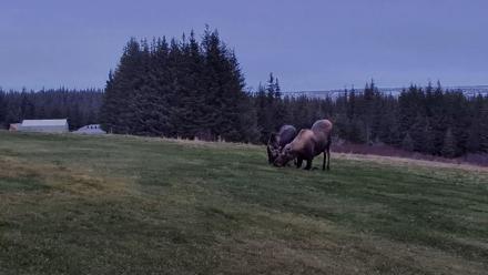 Inspiration Ridge - Homer Alaska Live Webcam - Nov 2, 2025, 9:27am AKST