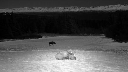 Inspiration Ridge - Homer Alaska Live Webcam - Jan 3, 2026, 3:30am AKST