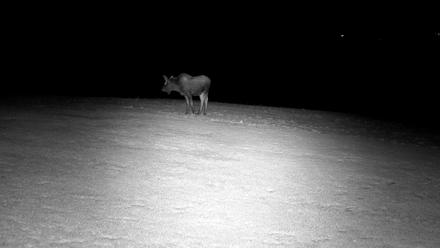 Inspiration Ridge - Homer Alaska Live Webcam - Dec 15, 2025, 9:27pm AKST