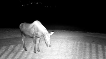 Inspiration Ridge - Homer Alaska Live Webcam - Dec 25, 2025, 8:37pm AKST