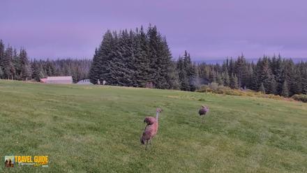 Inspiration Ridge - Homer Alaska Live Webcam - Sep 12, 2026, 1:03pm AKDT
