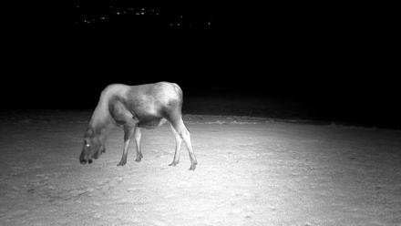 Inspiration Ridge - Homer Alaska Live Webcam - Dec 25, 2025, 8:22pm AKST