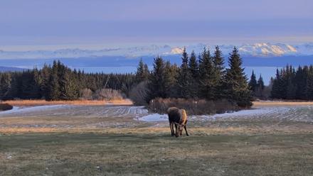 Inspiration Ridge - Homer Alaska Live Webcam - Dec 22, 2025, 2:16pm AKST