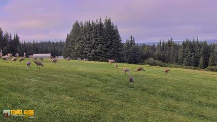 Inspiration Ridge - Homer Alaska Live Webcam - Aug 25, 2026, 7:25pm AKDT