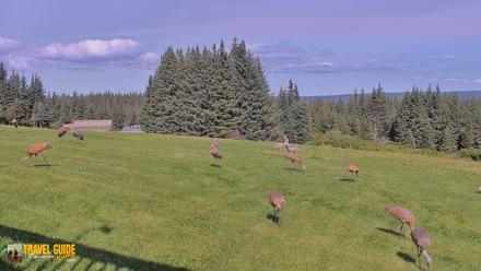 Inspiration Ridge - Homer Alaska Live Webcam - Aug 27, 2026, 2:05pm AKDT