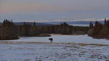 Inspiration Ridge - Homer Alaska Live Webcam - Apr 1, 2026, 10:05pm AKDT