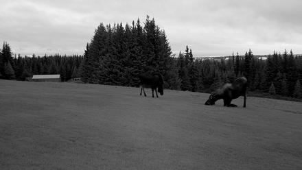 Inspiration Ridge - Homer Alaska Live Webcam - Nov 2, 2025, 9:26am AKST