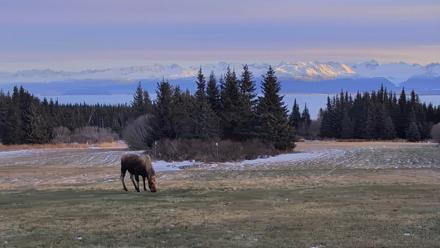 Inspiration Ridge - Homer Alaska Live Webcam - Dec 22, 2025, 2:05pm AKST