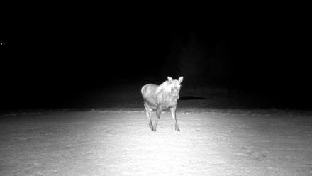 Inspiration Ridge - Homer Alaska Live Webcam - Dec 25, 2025, 7:26pm AKST